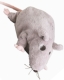 Userbild